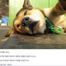 하루멍멍 네이버블로그
