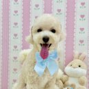 아멍띠에 이미지