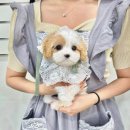 오독안심분양센터 강아지분양 고양이분양 인천점 이미지