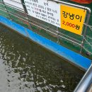 고란초 | 공주여행 당일치기 _구드레나루터 배타고 천년고찰 고란사&amp;낙화암 구경하기, 부소산성꿀팁