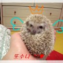또치