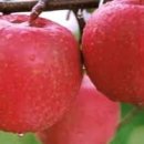 청송농협 APC 이미지