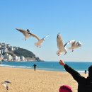 부산갈매기 - 파주시 당동1로 29-2 | 부산갈매기