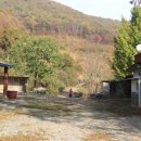 대통령공원 진돗개 이미지