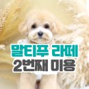 도미네로 | [이태원 도미네로] 말티푸 라떼 2번째 미용후기