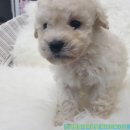 박촌강아지 이미지