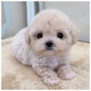 퍼피 라이프 이미지