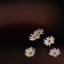 현도농장 이미지