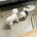 벅구베이크