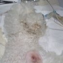 페트로 동물병원 이미지