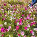 행주산정 이미지