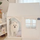 강아지집 | 강아지집 텐트 하우스 초간편 설치 내돈내산 후기