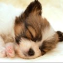 나는강아지 이미지