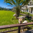 스파벨리스 이미지