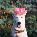 행복한 강아지 이미지