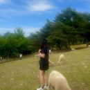 신계목장 | 여자 샤넬운동화 믹스드파이버 화이트 강남신세계백화점 오픈런 구매 후기 가격