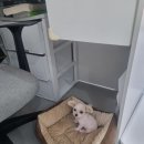 꽃보다 Dog 이미지
