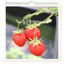 꼬꼬농장 | 용인딸기체험농장 헤븐온어스 솔직후기