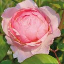 에버로즈 이미지