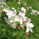 샛터농장 이미지