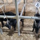 국내산흑염소전문점 이미지