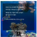 홍피부