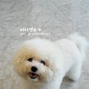 퍼피앤유 이미지