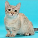 도그마루 강아지고양이 김해창원점 이미지