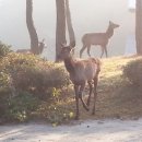 풍천사슴농장 네이버블로그