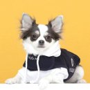 포근하개 이미지