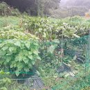 김명수농장 이미지