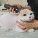 김냐옹 미용실 이미지