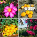 석부작박물관 | 제주도 서귀포 가볼만한곳, 아이들과 감귤체험 동백꽃축제