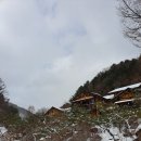 돌배나무 세그루 | 250127-250303. 평창.봉평. 돌배나무세그루
