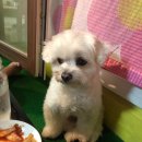 더쿠