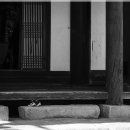 사랑방손님 이미지