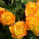 장미유통 이미지