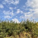 팽성남로 이미지