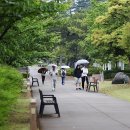 5월의 감성꽃ㅡ자란 / 장구채 외 - by 모모수계 이미지