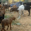 신계농장 이미지