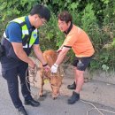 송아지집 이미지