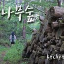잣나무숲 Daum카페