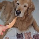 도기머기 이미지