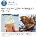 바닐라 아이스크림의 고소한 냄새는 사실 '비버 항문' 냄새다 이미지