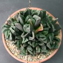 하월시아 - Haworthia truncata Hybride , truncata Hybride, älter, .... 이미지