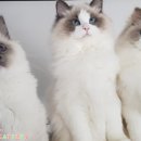 젤로돌스 이미지