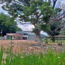 일산자두골마을 이미지