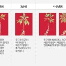 금산고려인삼 - 중구 | 금산고려인삼