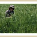 보리밭사이길로 이미지