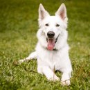 웃는강아지 이미지